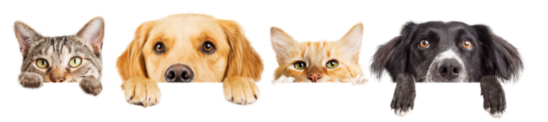 Dog Cats