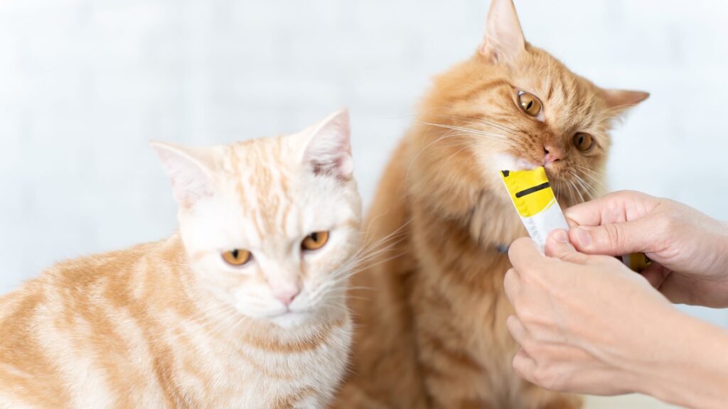 Kucing menikmati snack ikan asli dari Unicharm Pet dengan penuh semangat