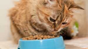 Seekor kucing yang menolak makan dengan mangkuk makanan di depannya.