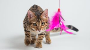 Kucing indoor yang aktif bermain dengan laser pointer untuk menjaga kebugarannya