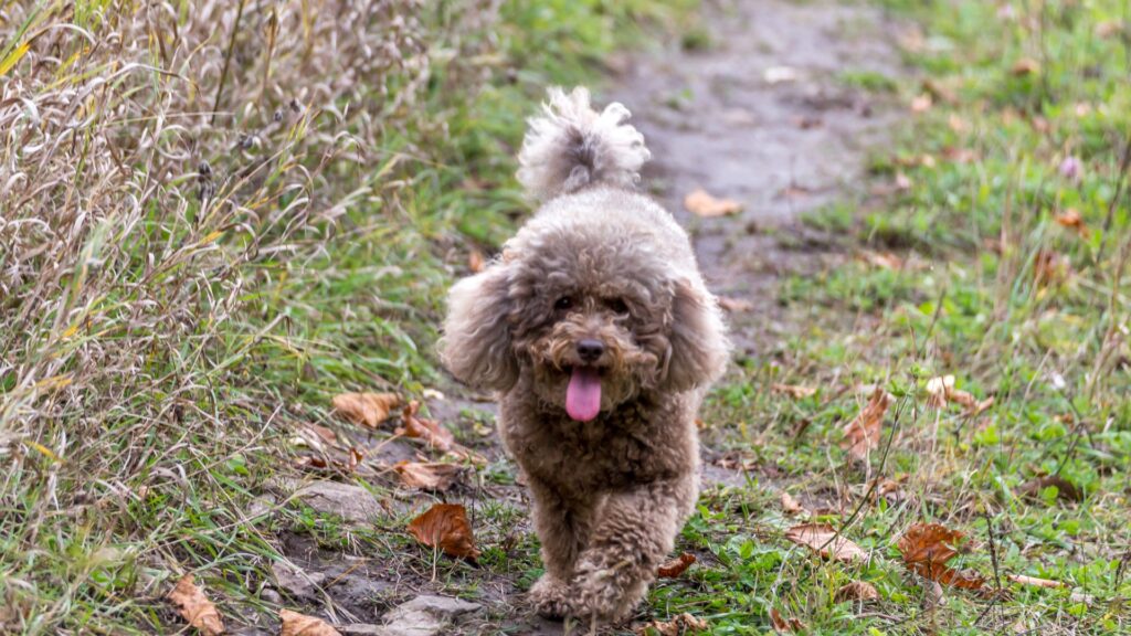 Poodle Mini yang ceria dan aktif bermain di taman