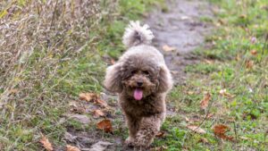 Poodle Mini yang ceria dan aktif bermain di taman