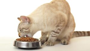 Tips Pilih Tempat Makan Kucing yang Aman & Nyaman