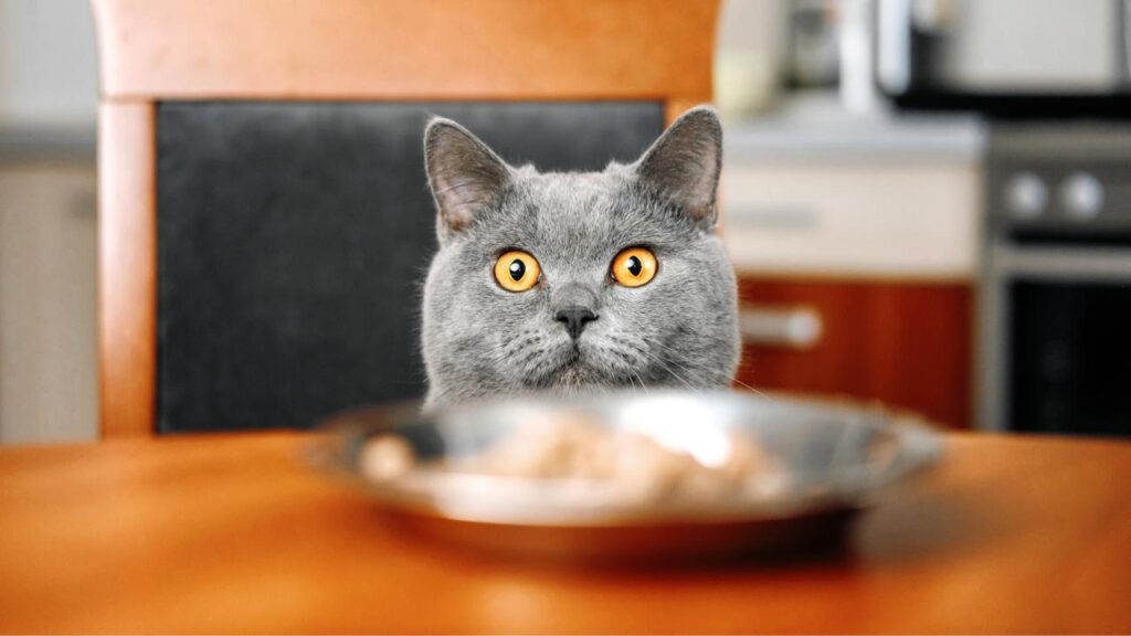 Bahaya Makanan Manusia untuk Kucing