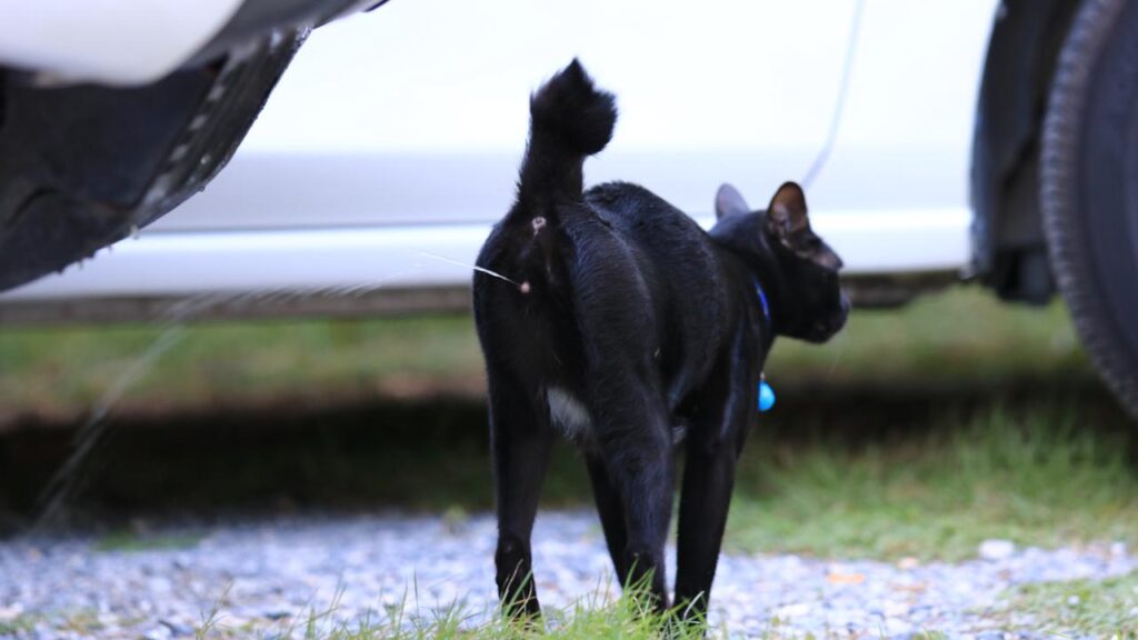 Kucing Pipis Sembarangan Pertanda Kucing Birahi