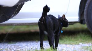 Kucing Pipis Sembarangan Pertanda Kucing Birahi