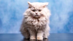 akta Kucing Berbulu Lebat yang Jarang Diketahui