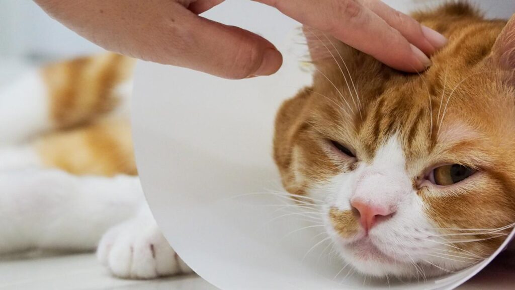 Tips Menghindari Kucing Sakit agar Tetap Aktif