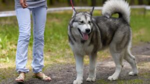 5 Spot Seru Taman Kota Pet Friendly di Jakarta | Manner Wear