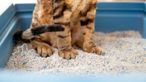 Kenali Parasit Cacing Pita pada Kucing