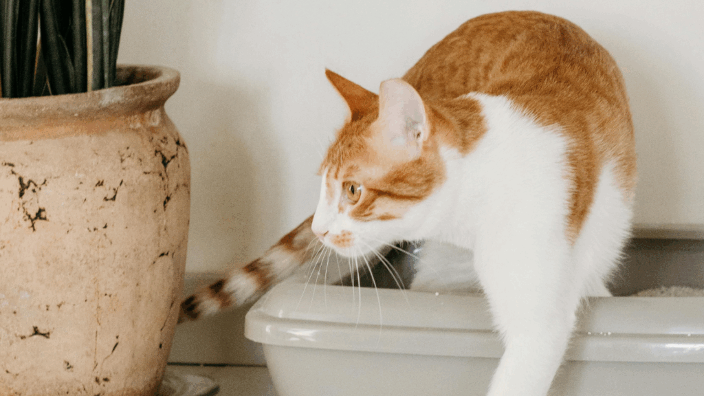 Mengenal Bahasa Kucing