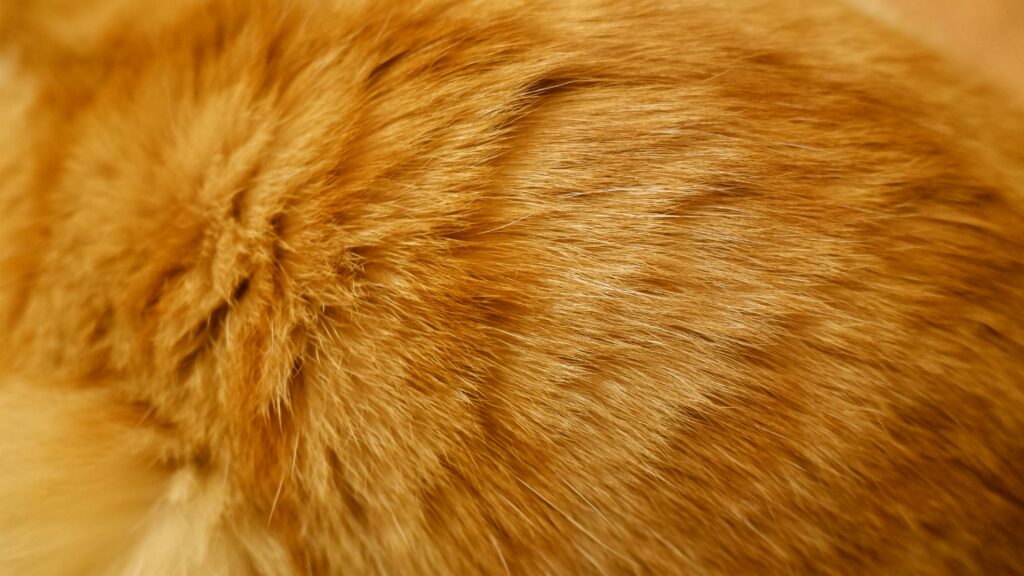 Perawatan Kucing Botak