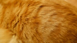 Perawatan Kucing Botak