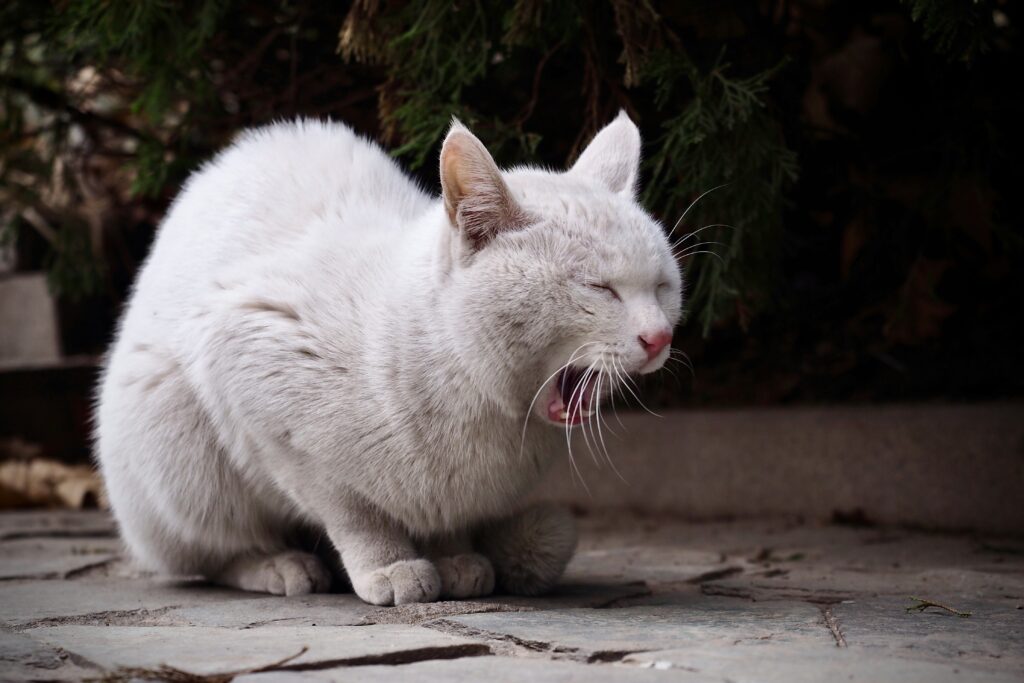 Penyebab Kucing Muntah