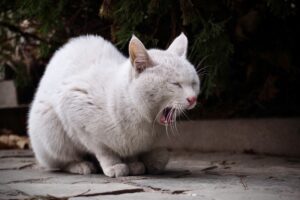Penyebab Kucing Muntah