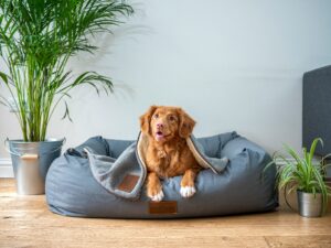 Persiapan Adopsi Anjing