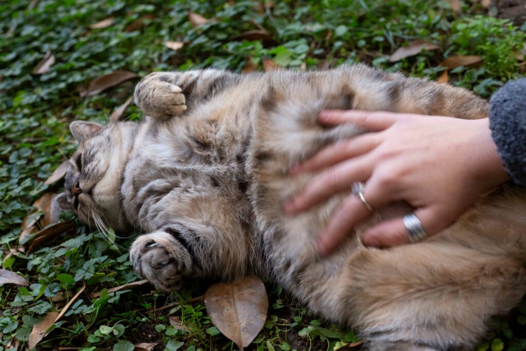 Ciri-Ciri Kucing Hamil