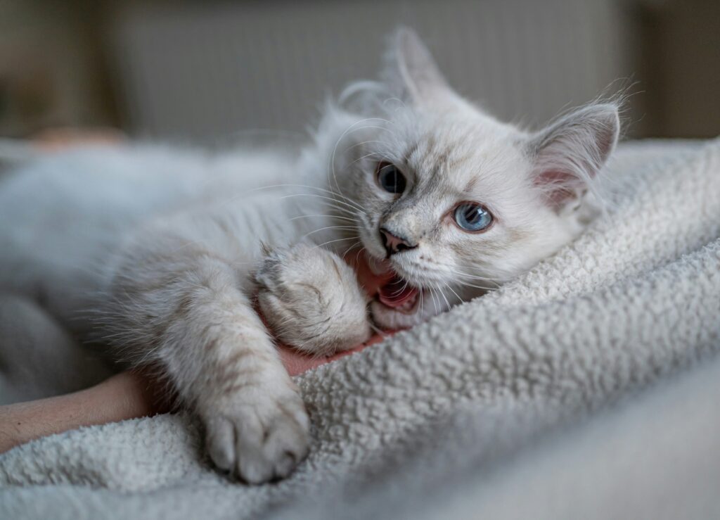 Mengenal Bahasa Kucing