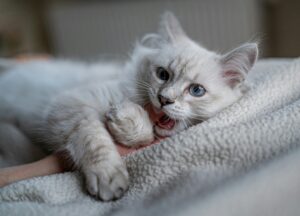 Mengenal Bahasa Kucing