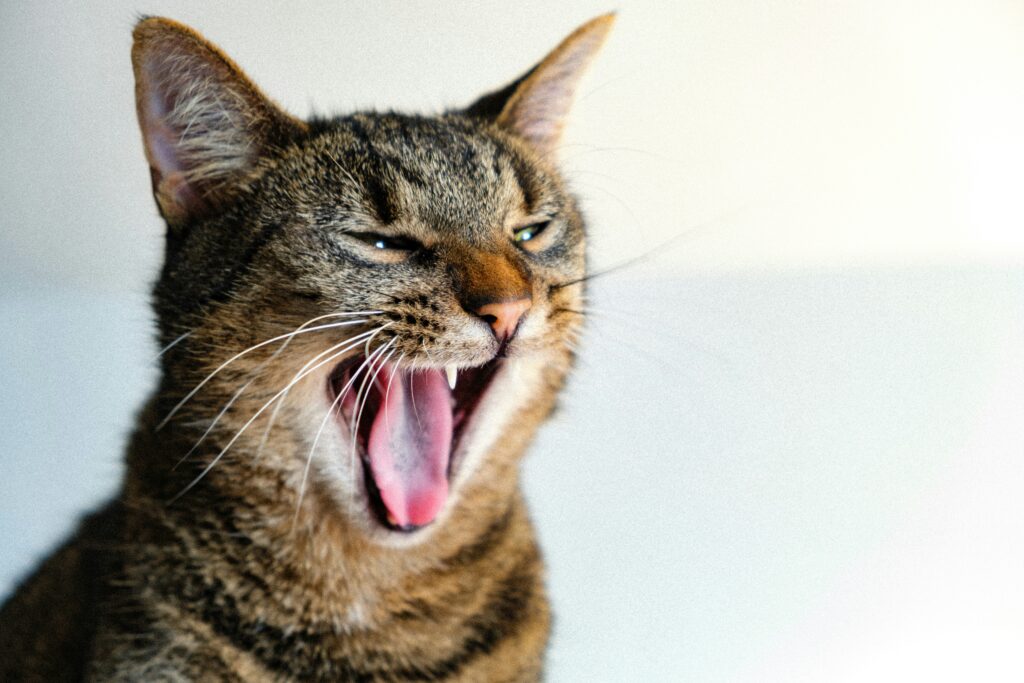 Menghilangkan Mulut Kucing Bau