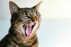 Menghilangkan Mulut Kucing Bau