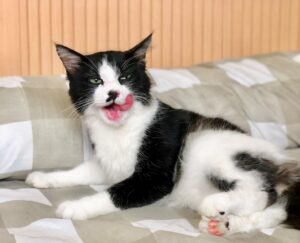 Manfaat Snack Kucing Sebagai Nutrisi Tambahan