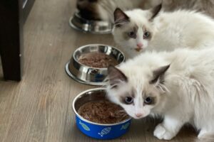 Makanan Kucing Halal untuk Anabul Kesayanganmu