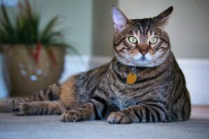 Ide Nama Kucing Lucu untuk Jantan dan Betina