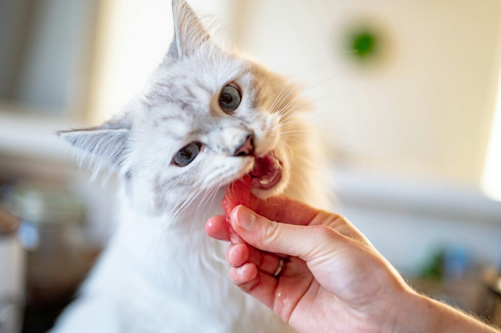 Rekomendasi Makanan Pasca Sterilisasi Kucing
