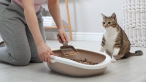 Jadwal Ganti Pasir Kucing Berdasarkan Jenisnya