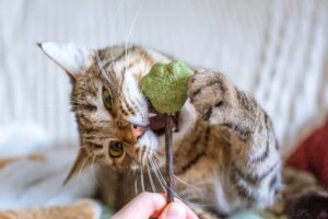 Manfaat Catnip Sebagai Anti Stress Kucing