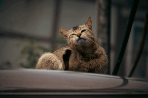 4 Cara Ampuh Mencegah Kutu Kucing Pada Peliharaanmu