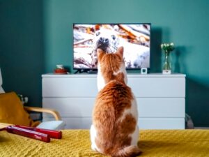 5 Rekomendasi Terbaru Film Tema Kucing Bagi Cat Lovers