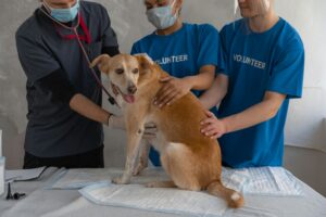5 Penyebab Anjing Sakit Saluran Kemih dan Cara Mencegahnya