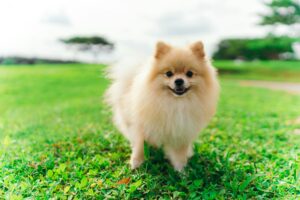 Cari Tahu Sifat Ras Anjing Pom Mini Sebelum Adopsi