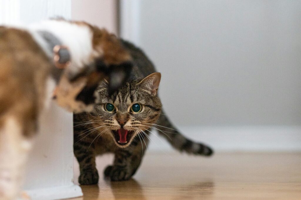 Rahasia Cara Menjinakkan Kucing yang Galak