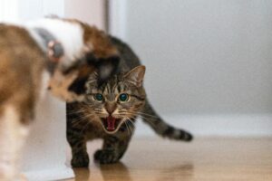 Rahasia Cara Menjinakkan Kucing yang Galak