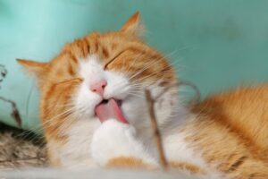 Berikut Cara Kucing Cepat Gemuk dengan Wet Food Bernutrisi