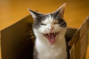 Cari Tahu Disini Penyebab Kucing Mengeong Terus