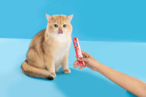 Tips Mengatur Porsi Pemberian Snack Kucing
