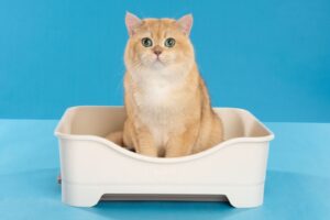 Rekomendasi Pasir Kucing Serap Bau di Ruangan Indoor