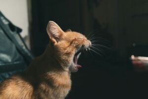 Penyebab dan Cara Mengatasi Kucing Muntah Kuning