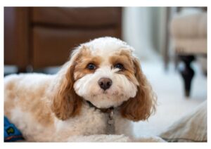 Perawatan Harian Terbaik untuk Anjing Toy Poodle