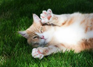 Makanan yang Bagus untuk Imunitas Kucing