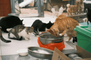 Adopsi kucing shelter