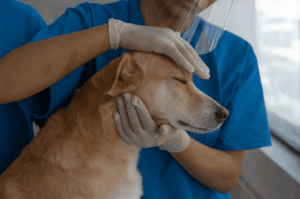 Anjing rabies