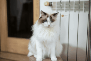 kucing ragdoll