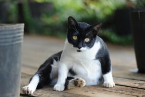 perut kucing besar