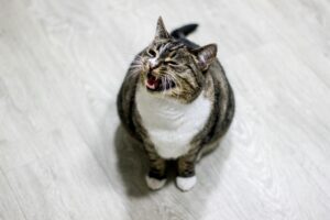 Suara kucing