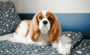 Anjing Cavalier King Charles Spaniel